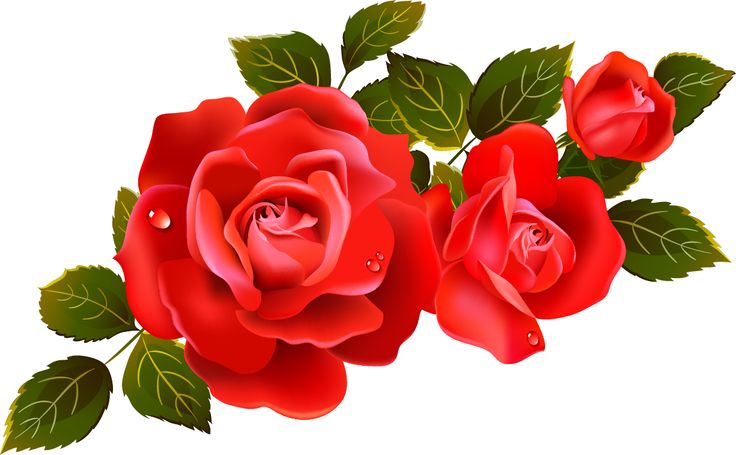Clipart rosen