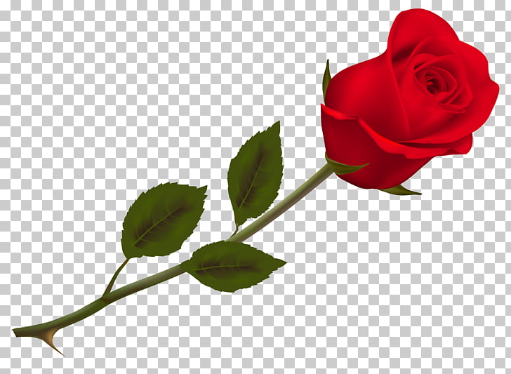 Rose , Transparent Beautiful Red Rose , red rose PNG clipart