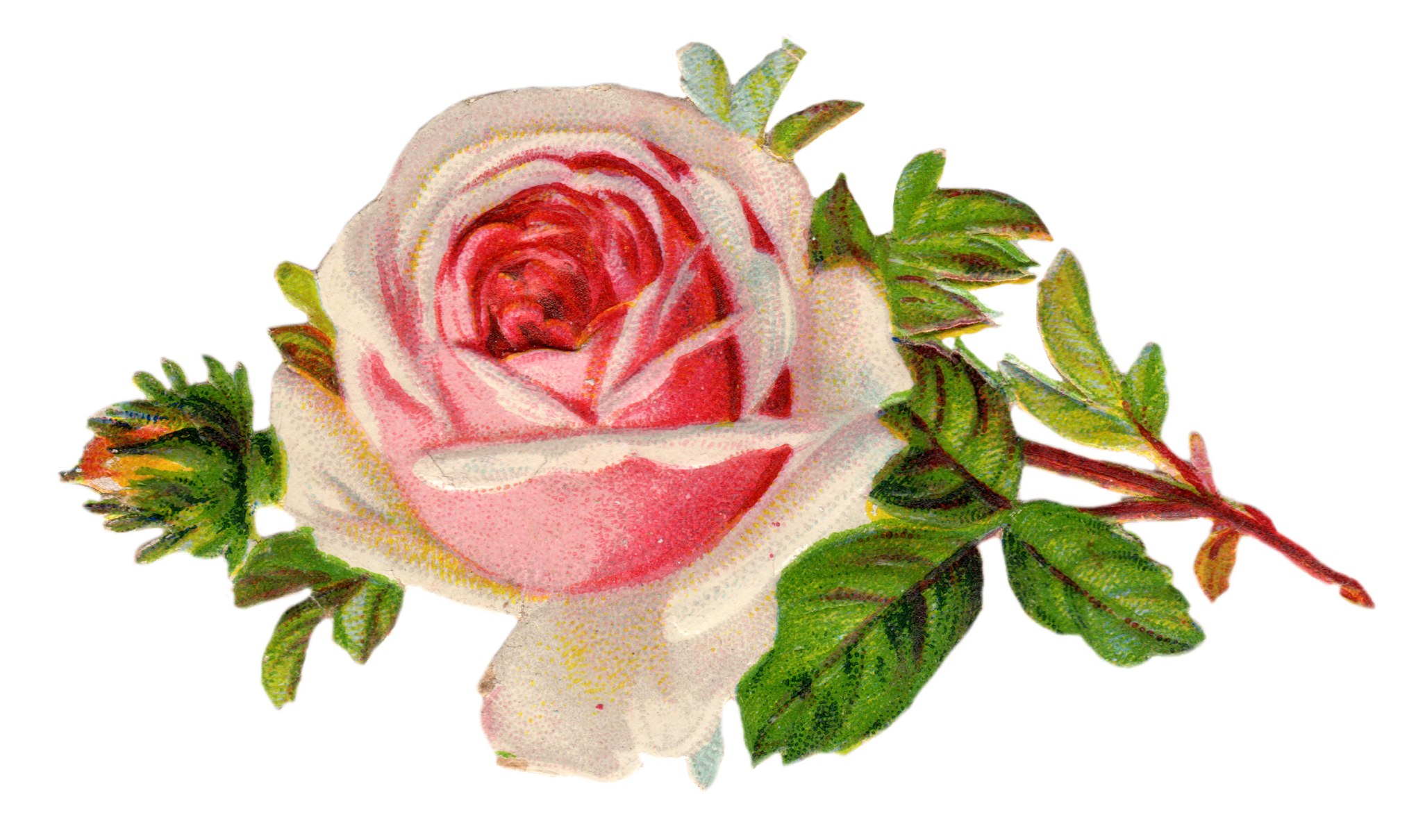 Free vintage rose.