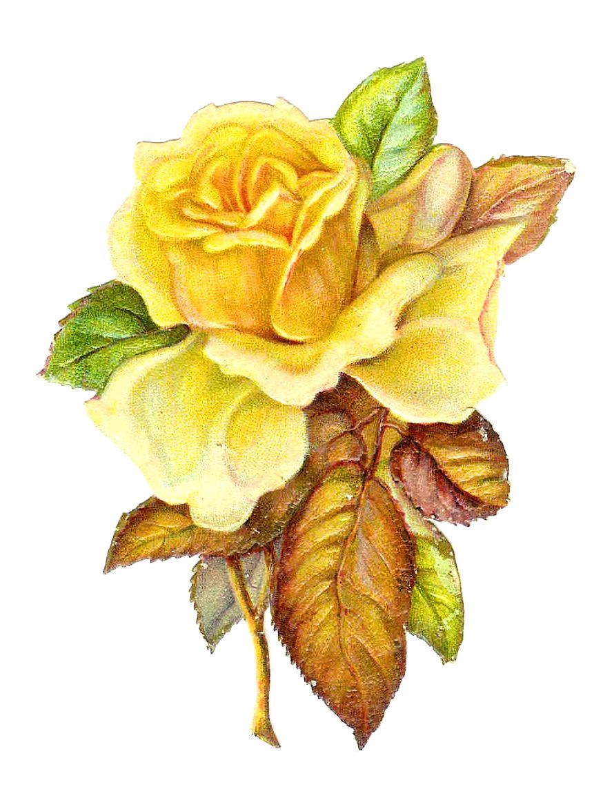 Free Victorian Roses art