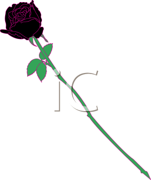 Black rose clip.