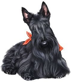Free scottish terrier clip art