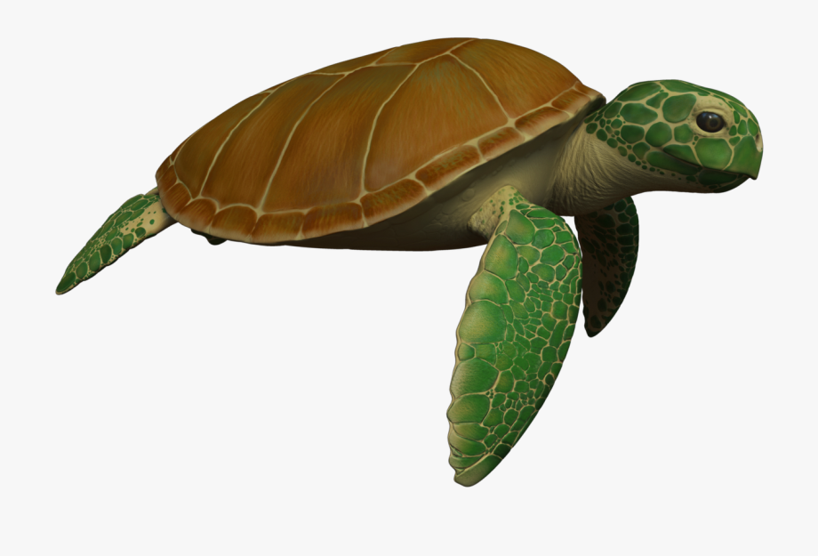 Animated sea turtle.