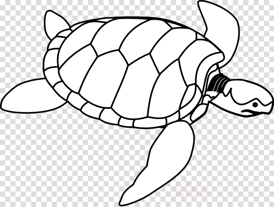 Sea Turtle Background clipart