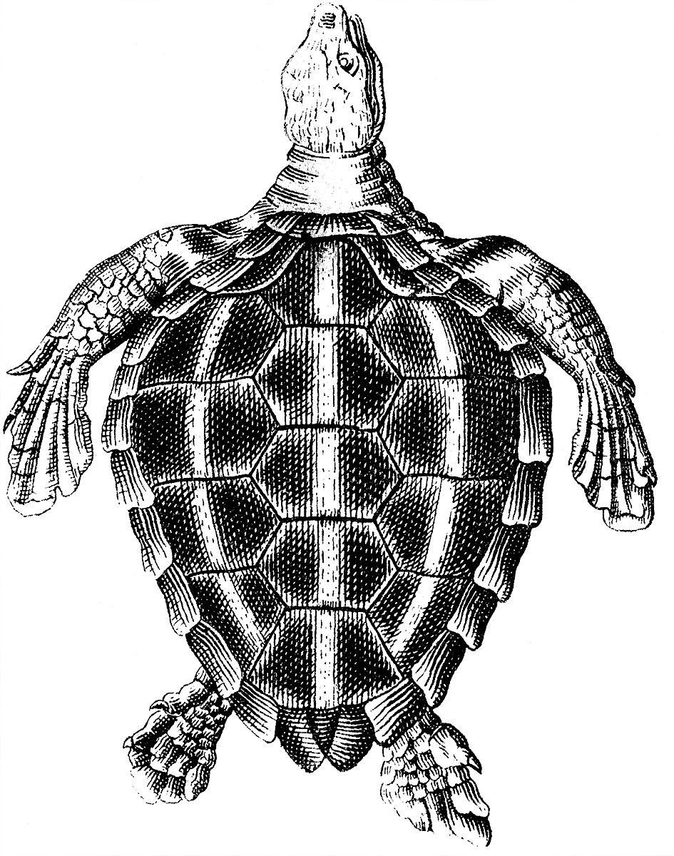 clipart sea turtle illustration