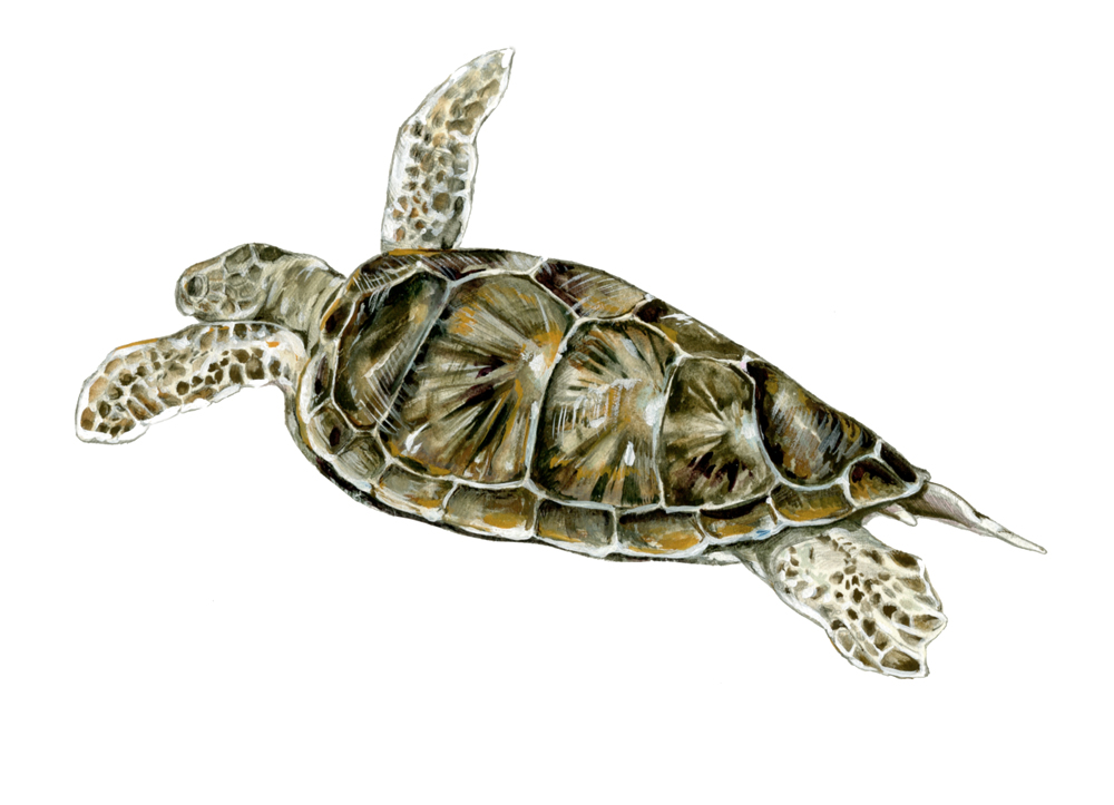 Free Scientific Illustrattion Of Image Of A Sea Turtle
