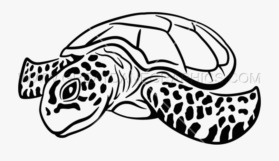 Drawn Sea Turtle Artwork
