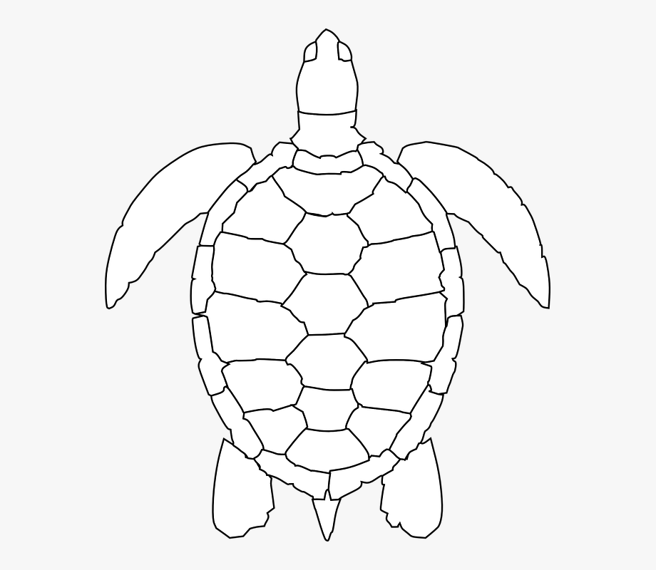 Tortoise vector turtle.