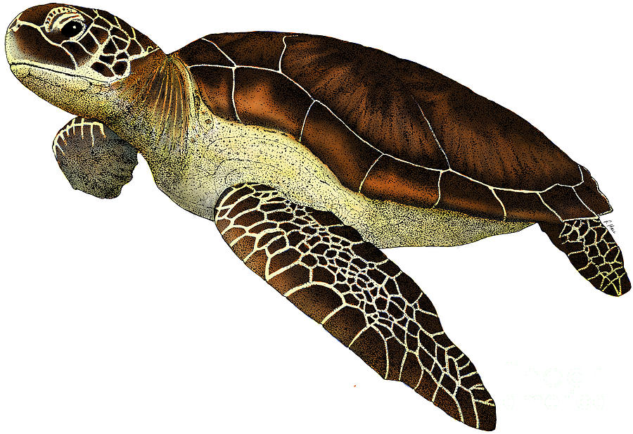 Turtle Realistic cliparts image pack with transparent images