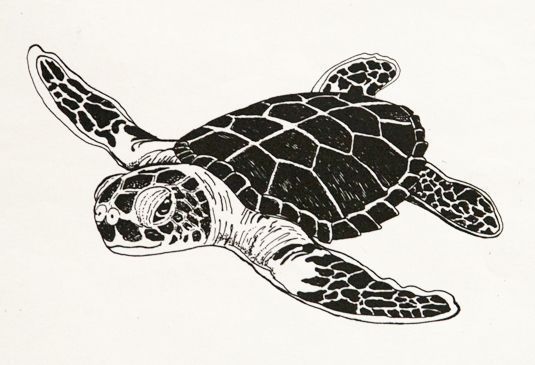 Black and white turtle clip art