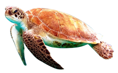 Download turtle free.