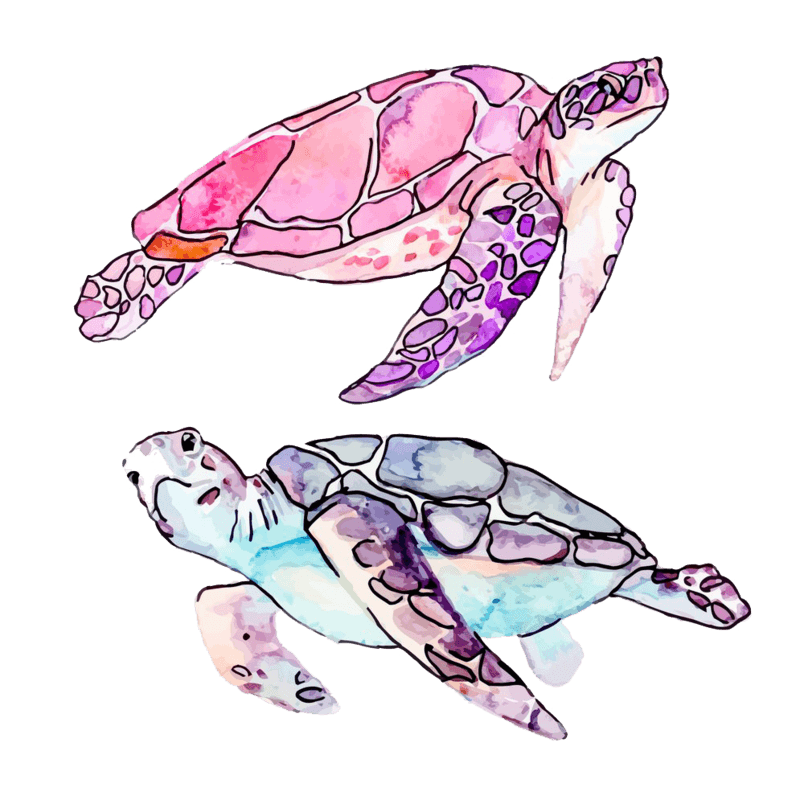 Turtle Clip art Vector graphics Royalty