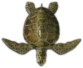 Sea Turtle Top View transparent PNG