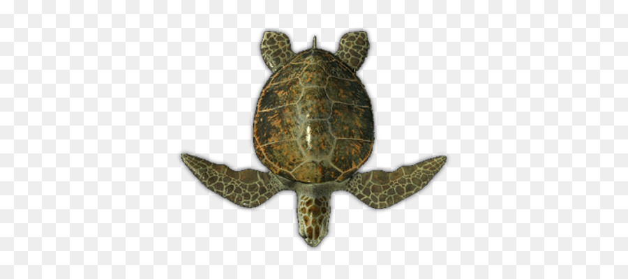 clipart sea turtle top view
