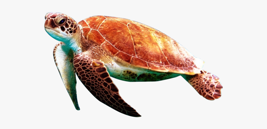 Sea Turtle Clipart Transparent Background
