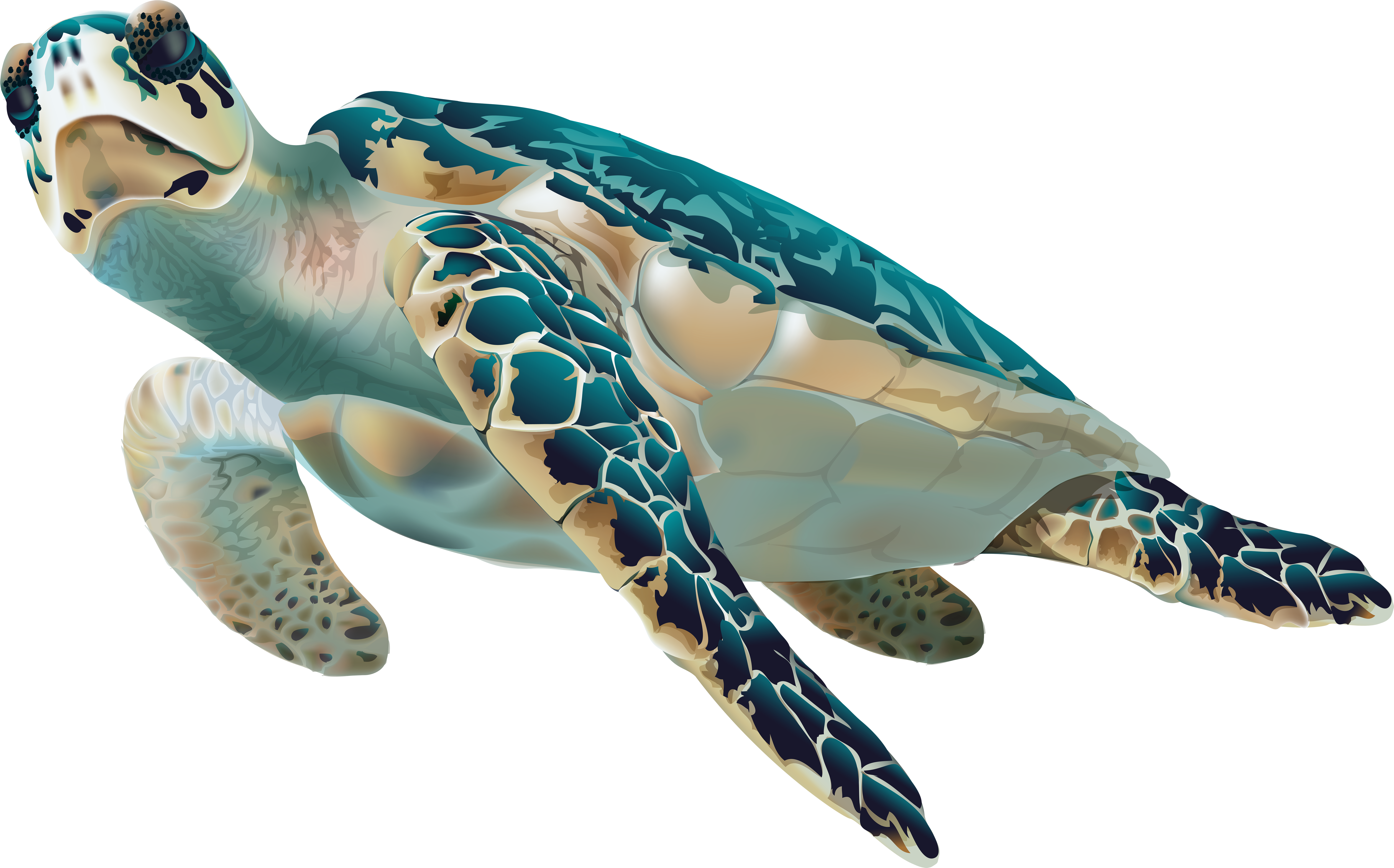 clipart sea turtle transparent background