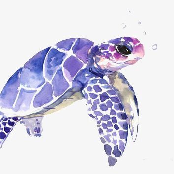 Sea Turtle Png, Vector, PSD, and Clipart With Transparent