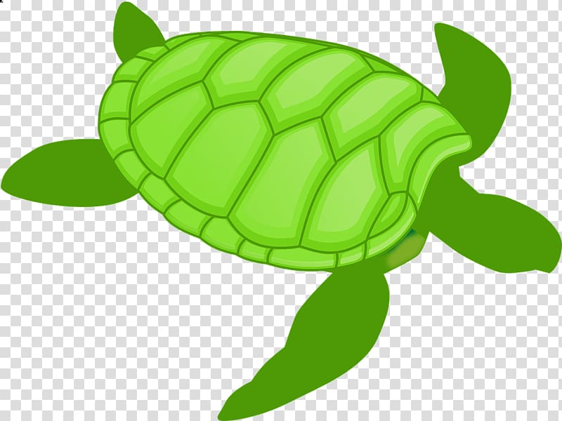 Green sea turtle , turtle transparent background PNG clipart