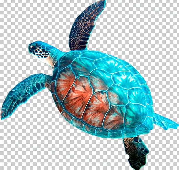 Loggerhead Sea Turtle Car Rental Hanauma Bay PNG, Clipart