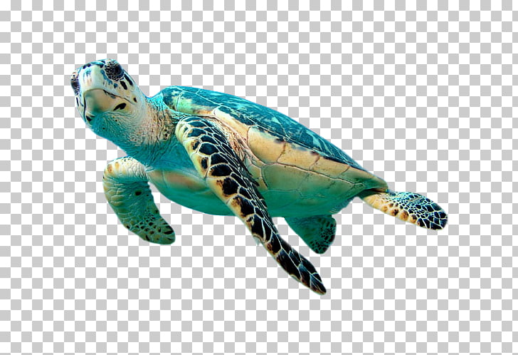 Hawksbill sea turtle.