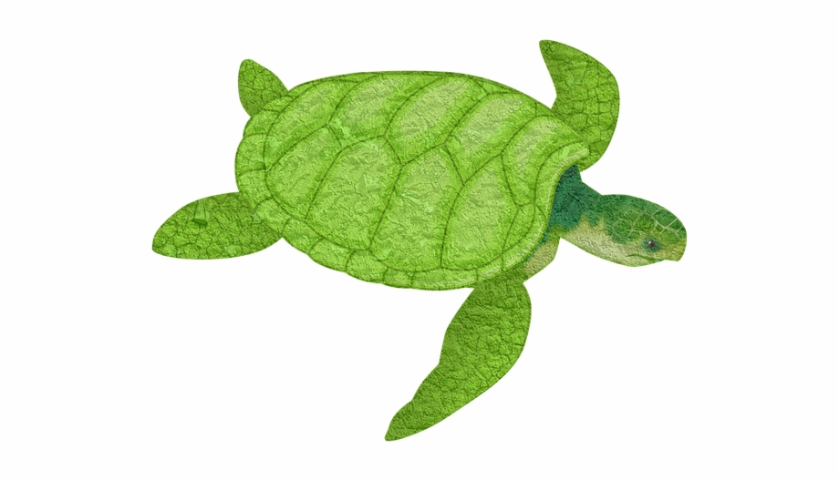 Underwater Clipart Sea Turtle
