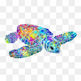 Sea turtle turtle.