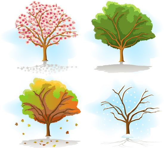 Four Seasons Tree Drawing Same tree in different seasons