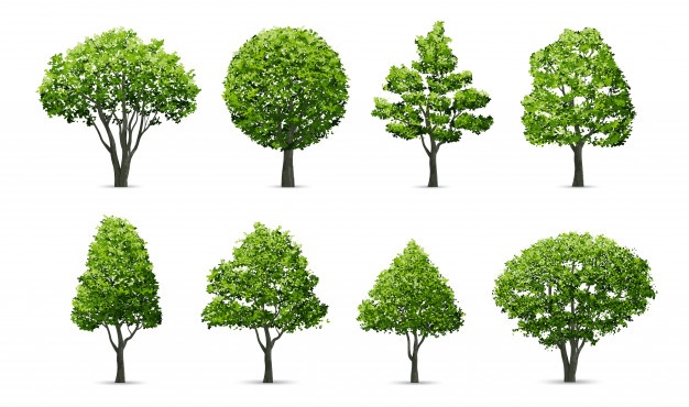 Tree vectors photos.