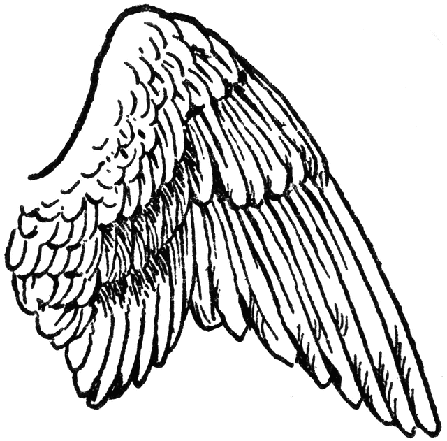 Wing of a Bird