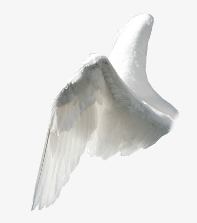 Wing angel wings.