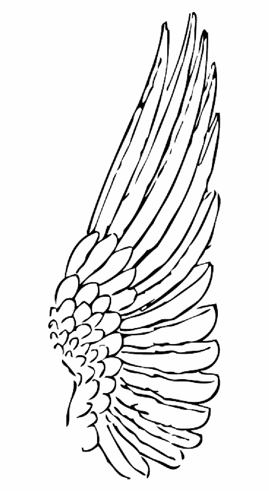Drawing feather outline.