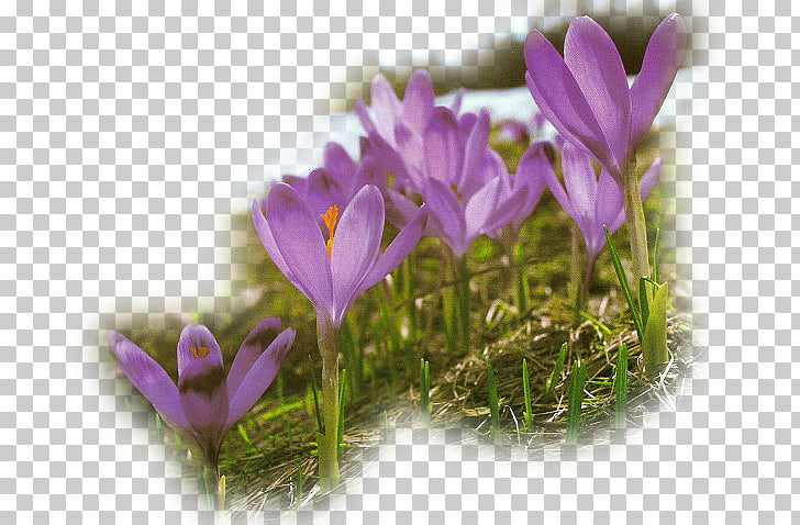 Spring Flower Easter, kwiaty wiosenne PNG clipart