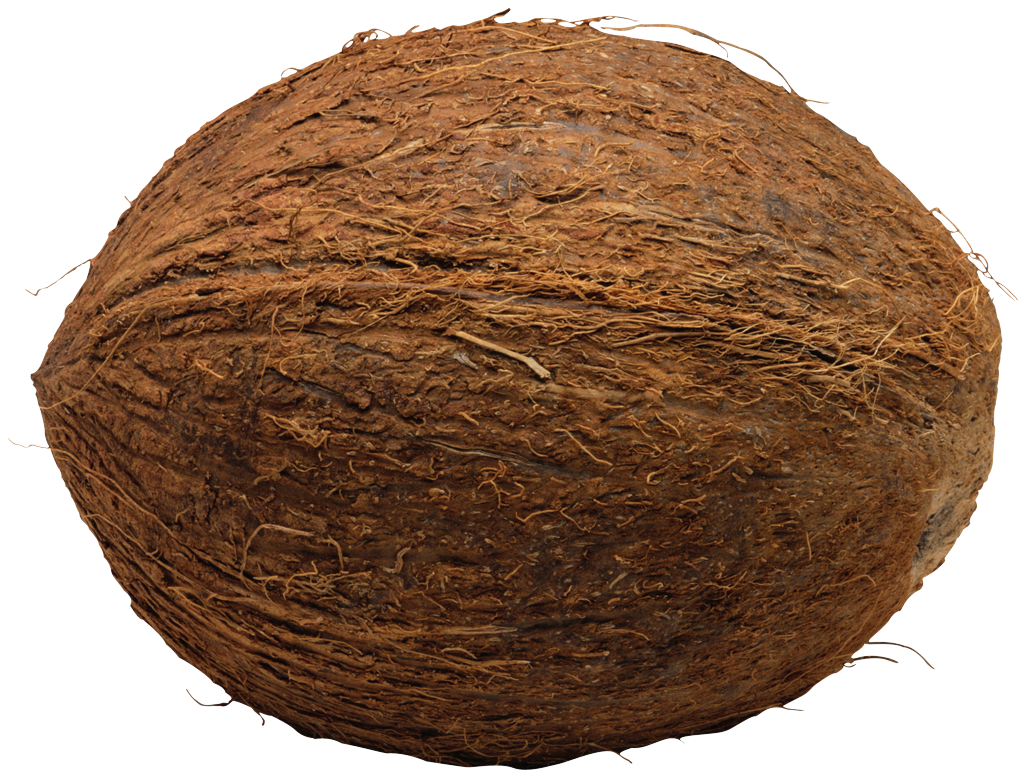Coconut png images.