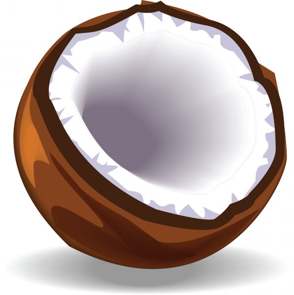 Coconut Clipart