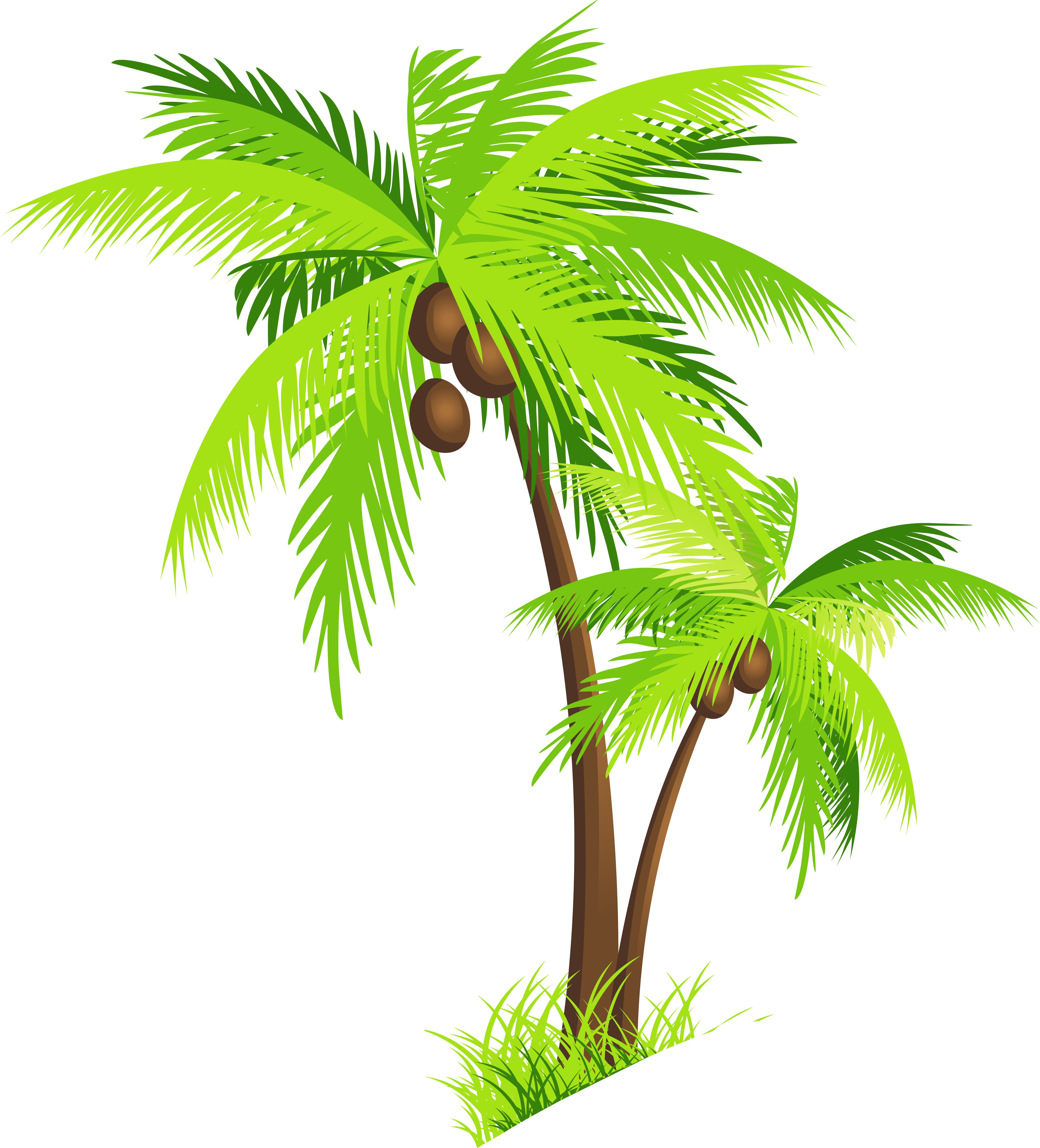 Palm tree coconut clipart free images