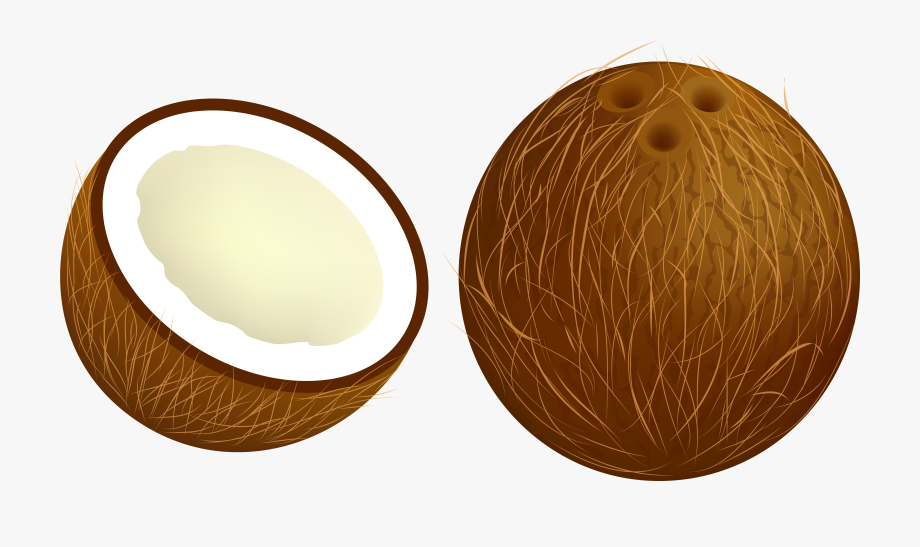 Coconut Png Vector Clipart Image