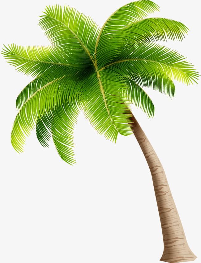 Simple Green Coconut Trees PNG, Clipart, Coconut, Coconut
