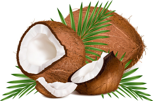 Coconut free vector.
