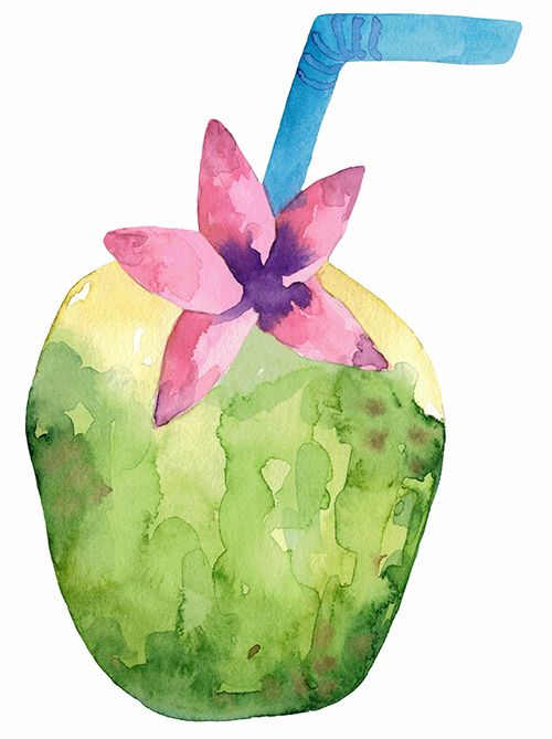 coconut clipart watercolor