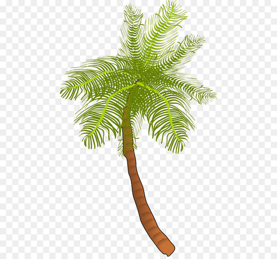 Coconut arecaceae tree.