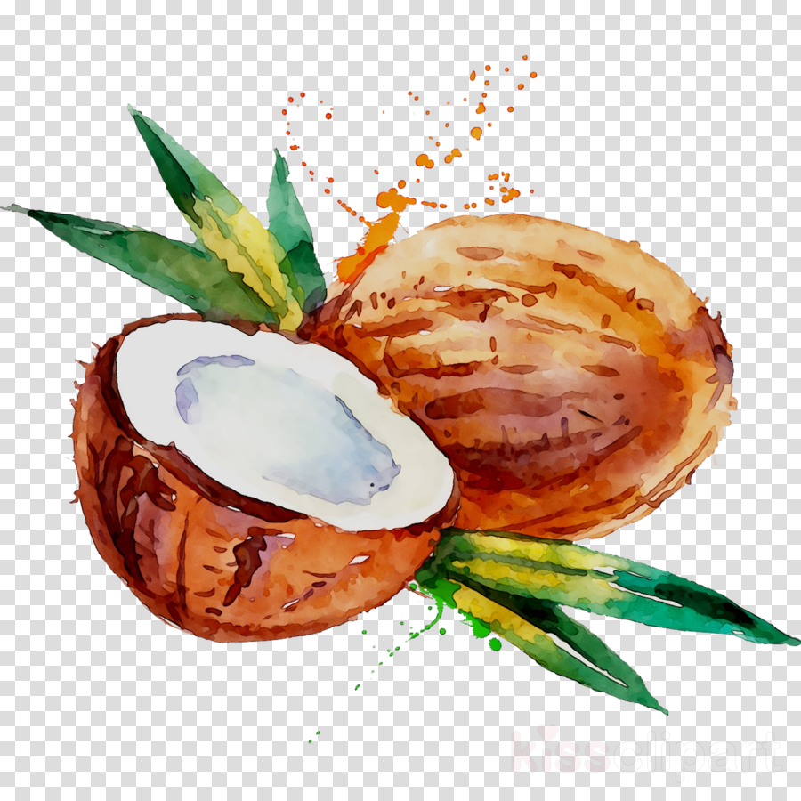 coconut clipart watercolor