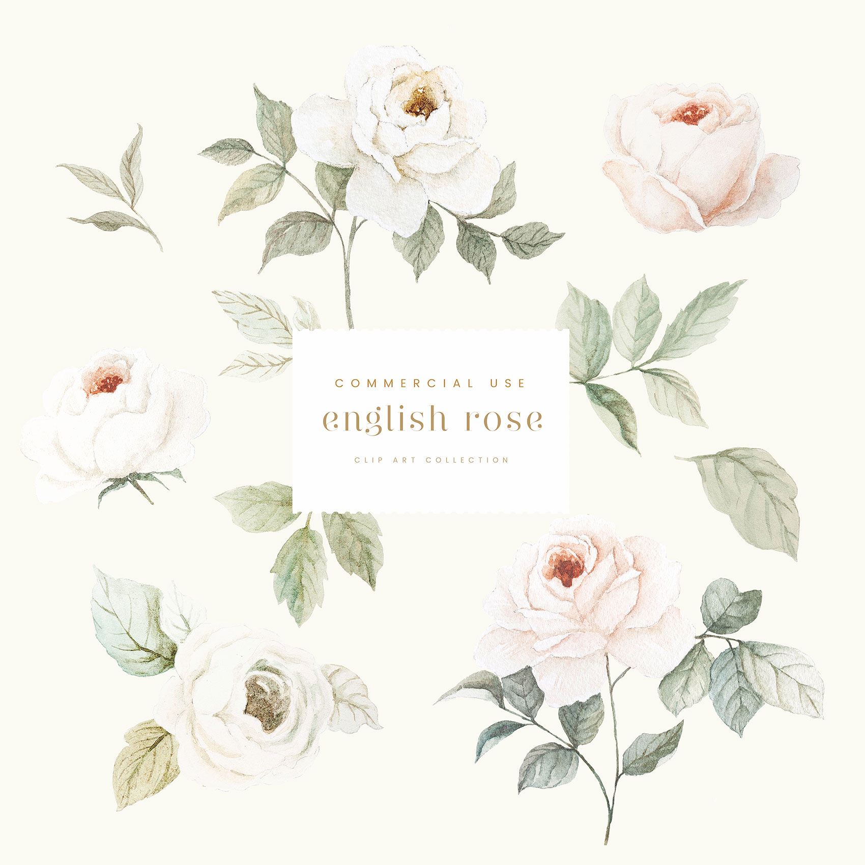 English Rose Clipart Set