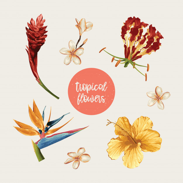 Conjunto de clip art tropical flowers