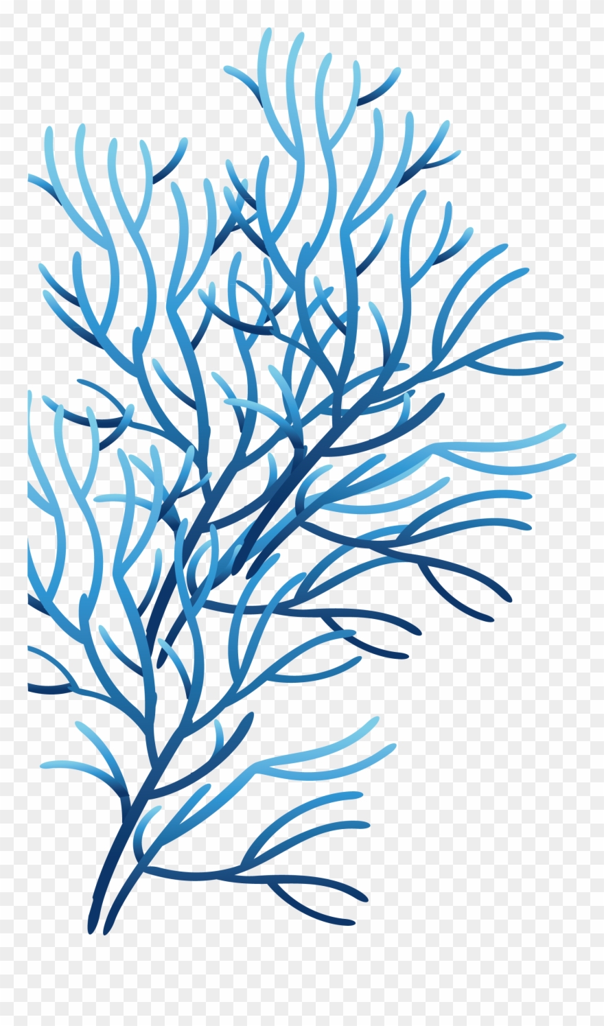 Clipart library coral.