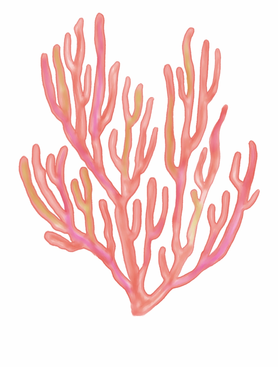 Seaweed coral coralreefs.