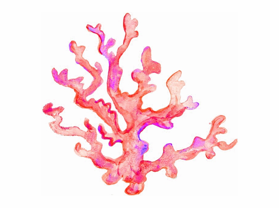 Coral transparent image.
