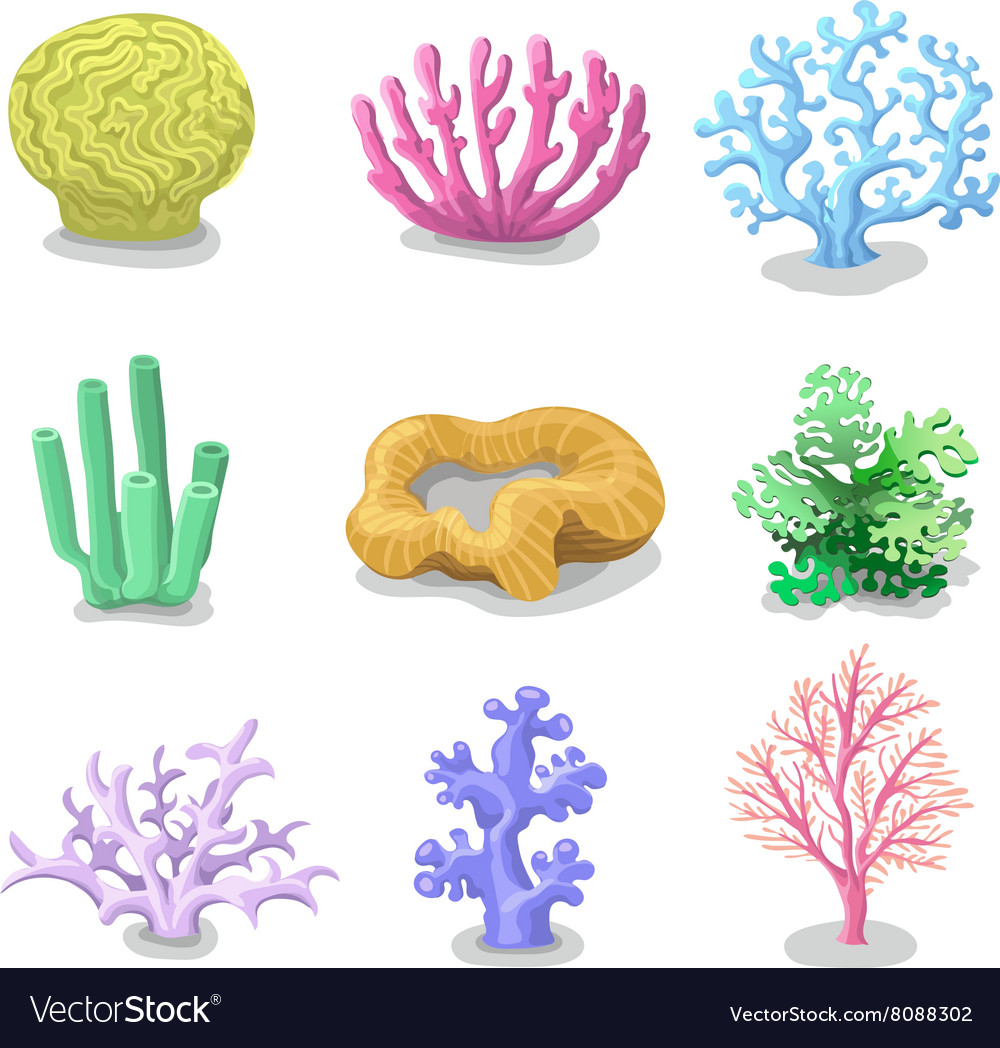 Colorful corals reef.