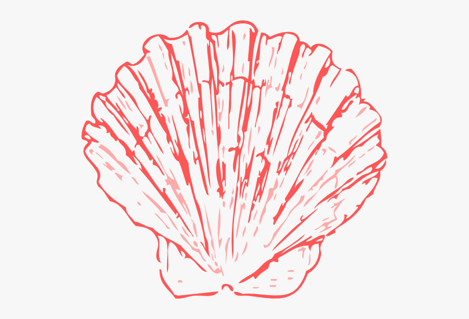 Coral seashell clipart.