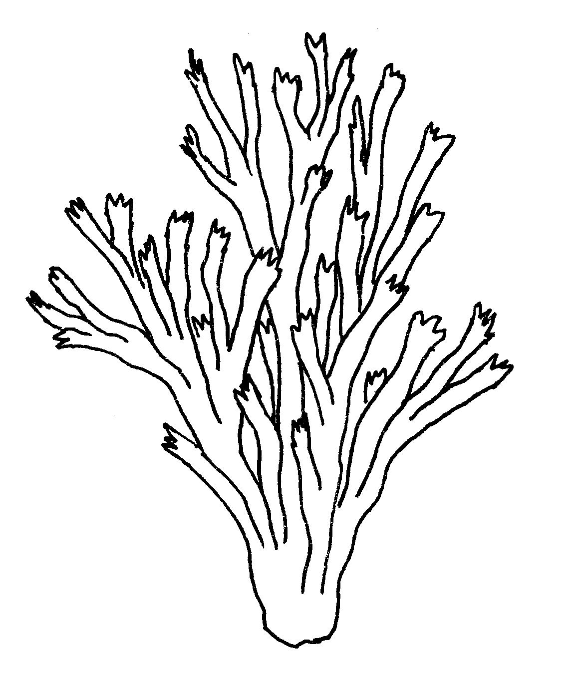 Free Coral Clipart Black And White, Download Free Clip Art
