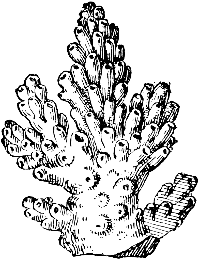 Free coral clipart.